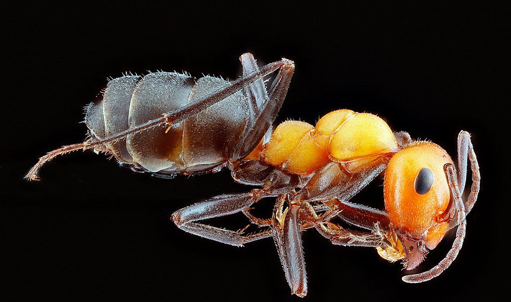 Ant Control service in Buffalo, NY