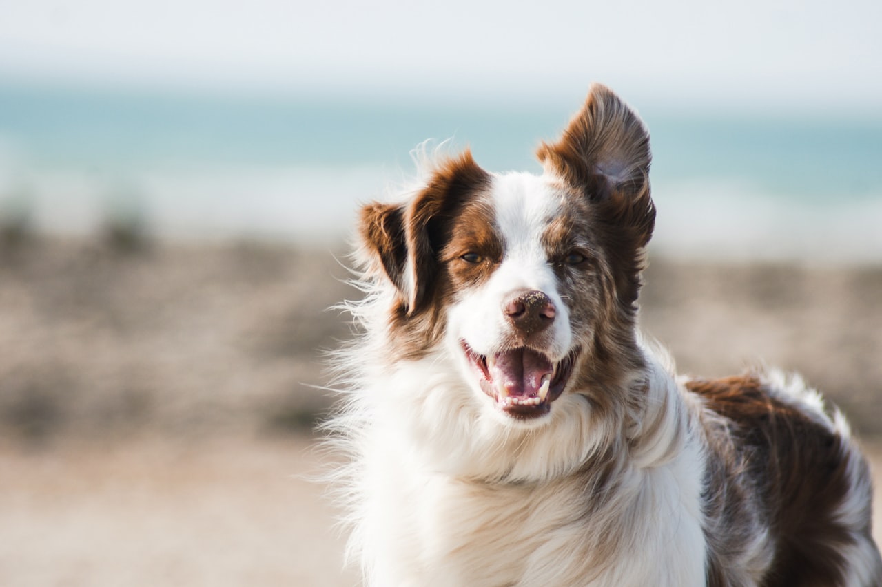 Flea & Tick Control service in Buffalo, NY