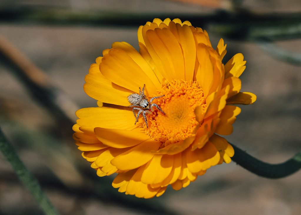 Spider Control service in Buffalo, NY